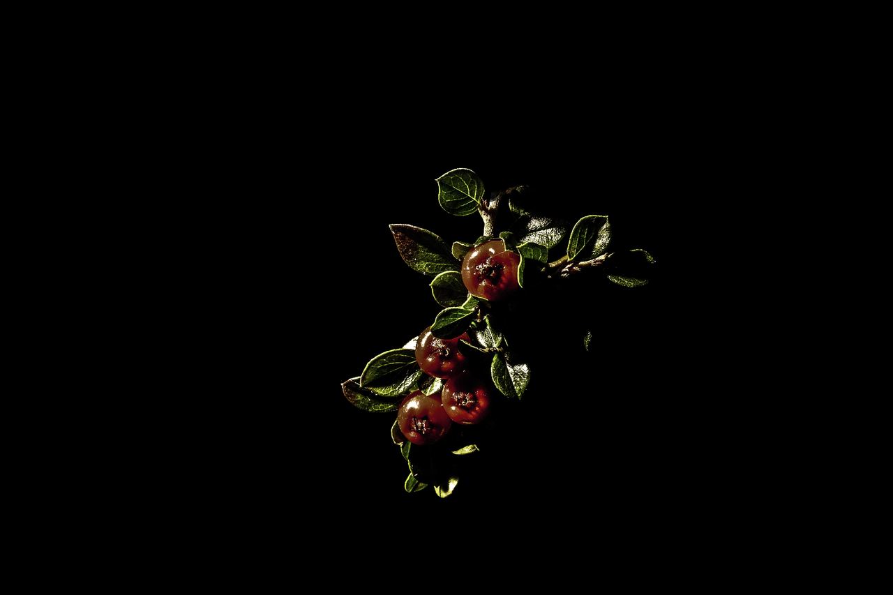 A cluster of glossy red cotoneaster berries and small green leaves lit dramatically against black.