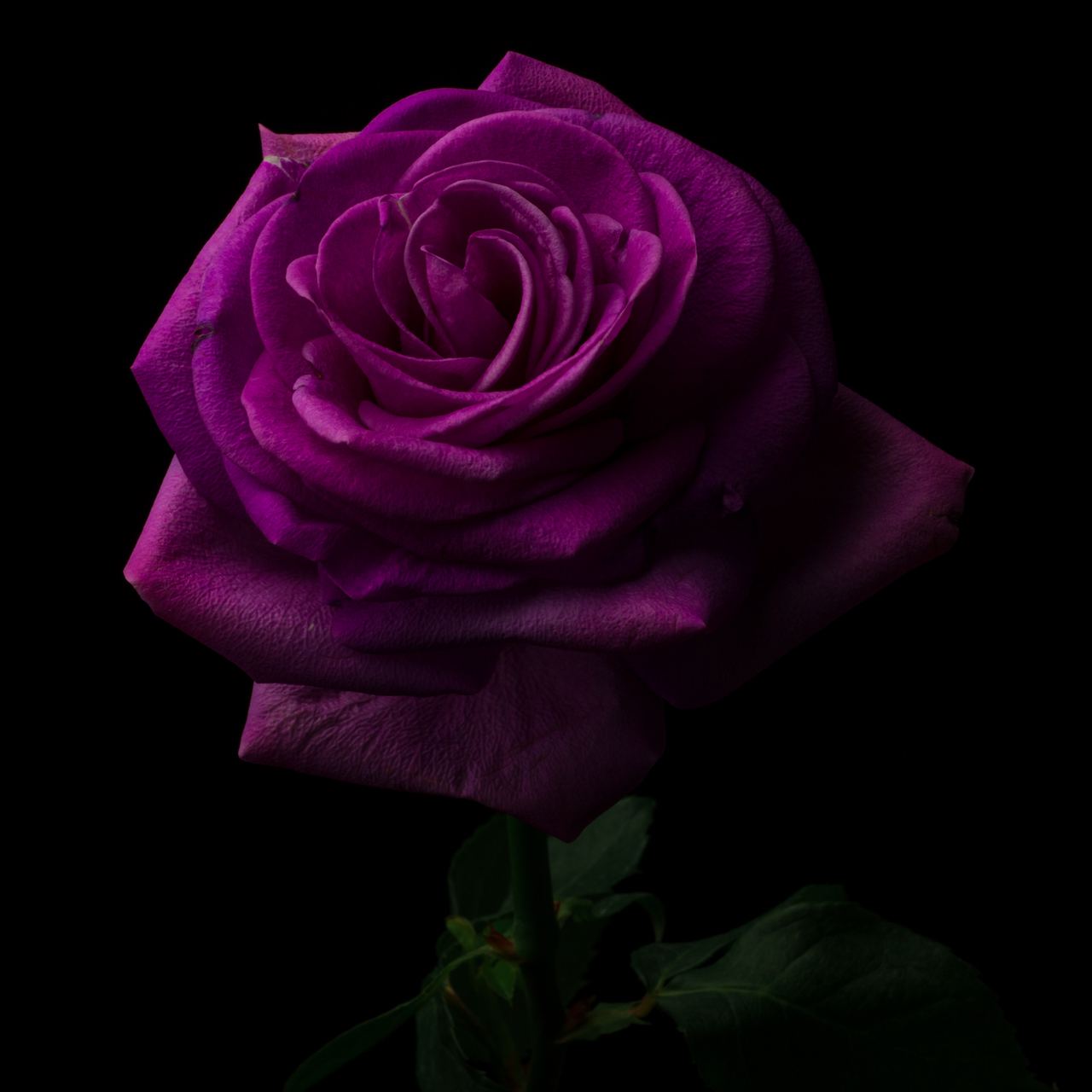 A magenta rose drawn out of black by a single low light, petals fading from bright bloom into deep shadow.