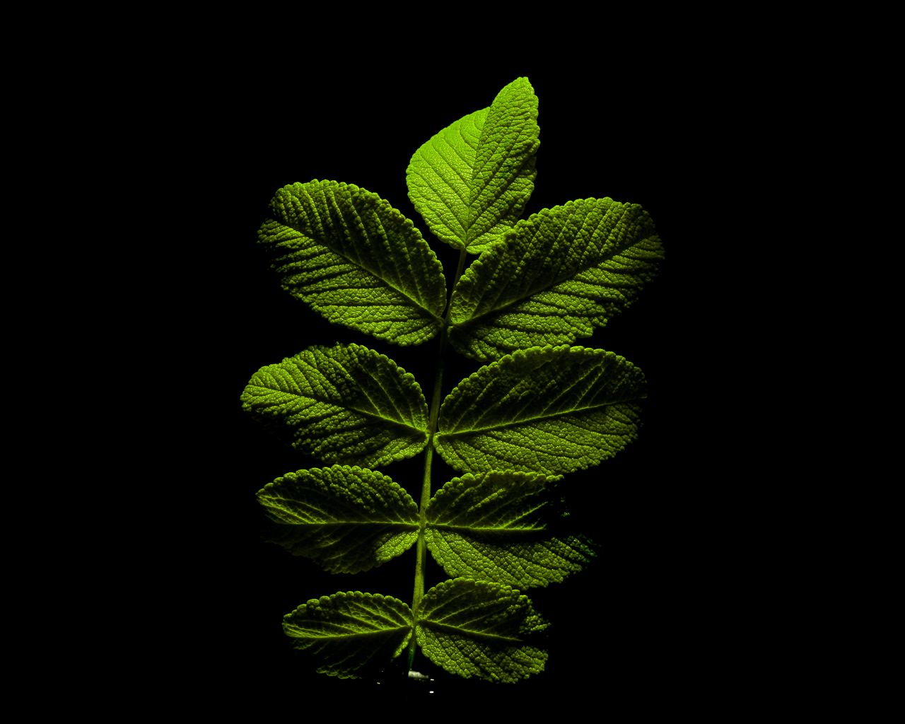 A green compound leaf against black, lit from above so its raised veins and toothed edges catch the light.