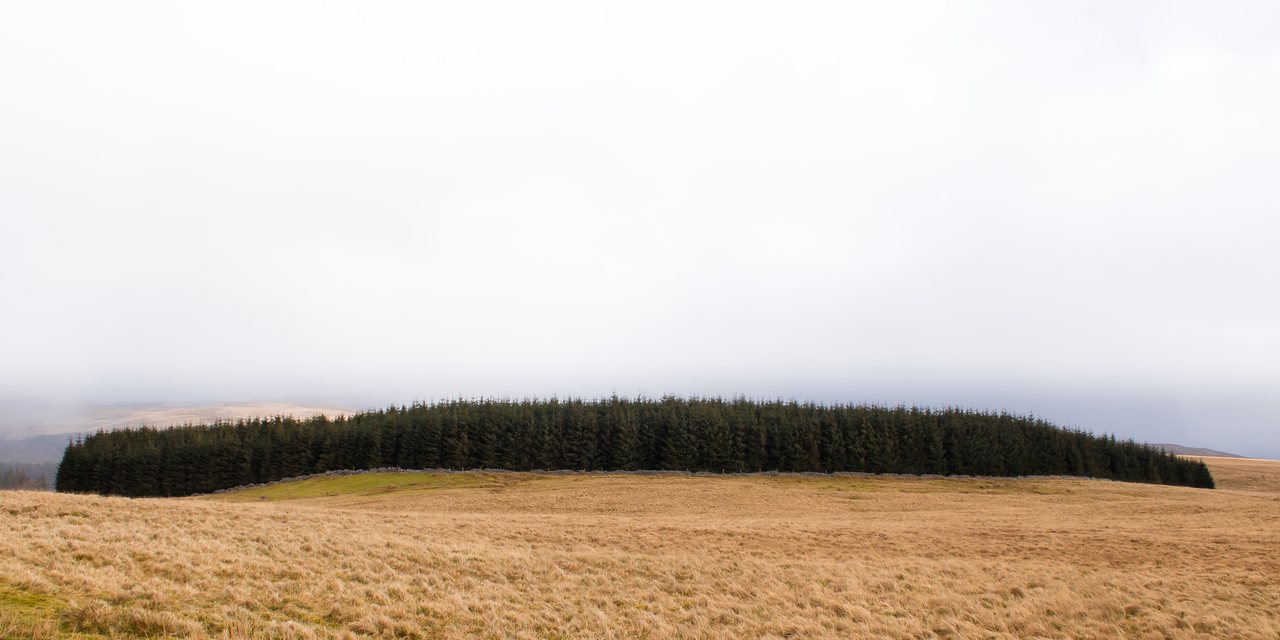 A dark block of conifer forest on pale upland grassland beneath a flat white sky, a low stone wall running along its base.